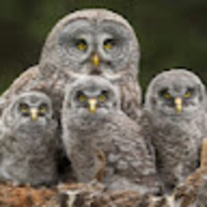 Meet your Posher, Dottie